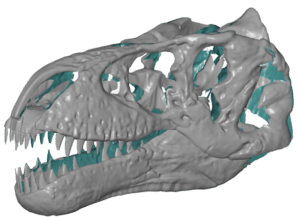Escaneo educativo de cabeza de dinosaurio